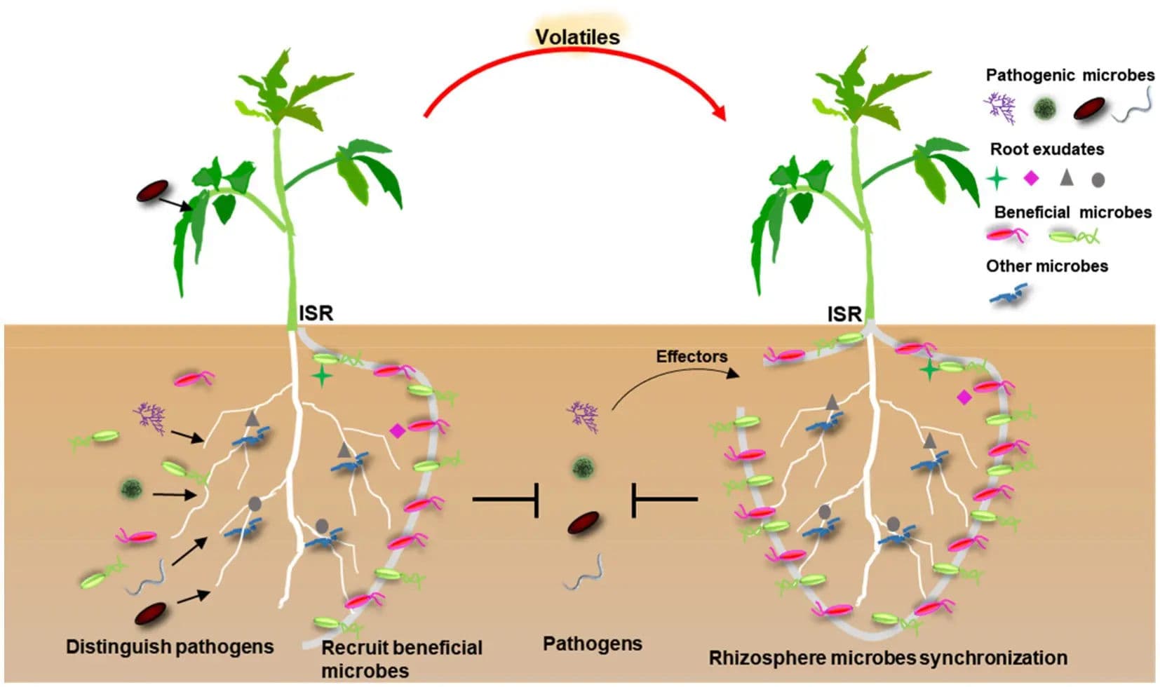 Rich, dark agricultural topsoil held in hands showing fungal networks