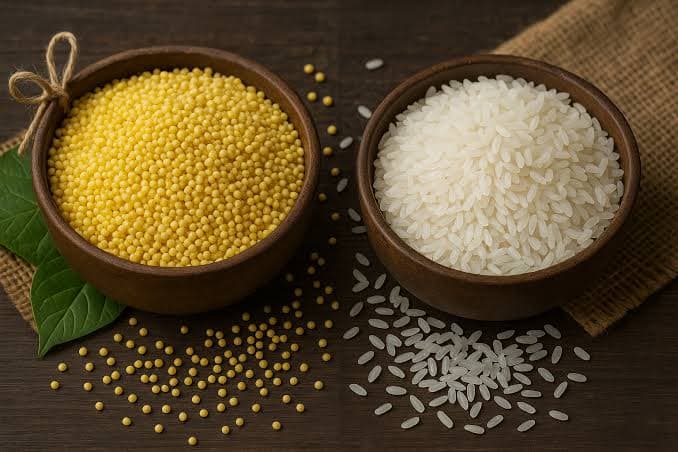 A close up comparison of a handful of standard white milled rice next to bright yellow Golden Rice