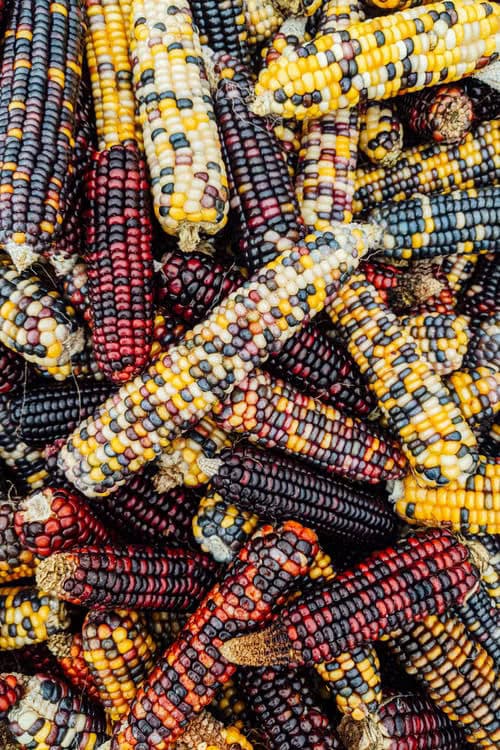 Close up of vibrant, multi-colored heirloom maize cobs