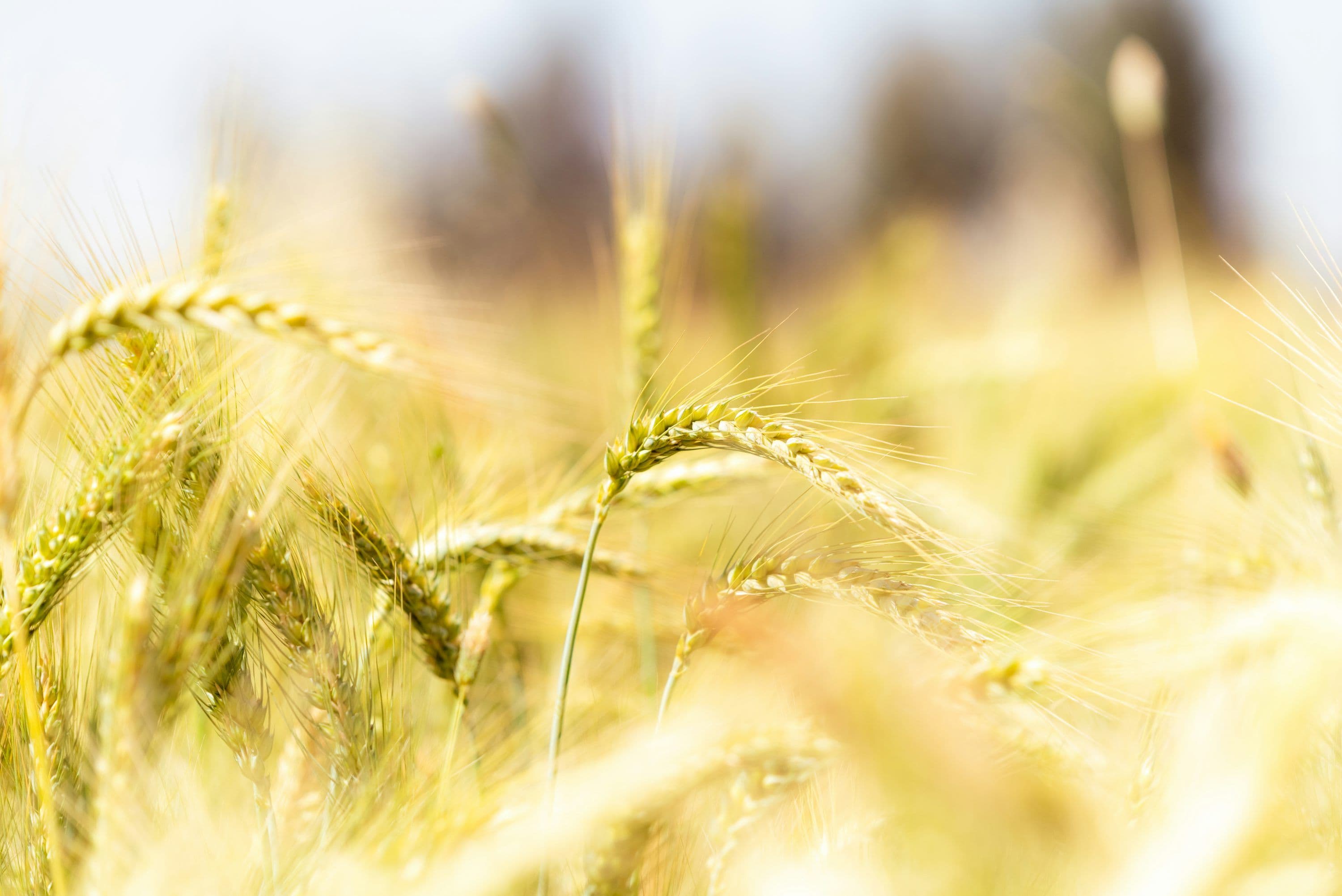 A close-up of tall, golden Einkorn wheat stalks waving in a field