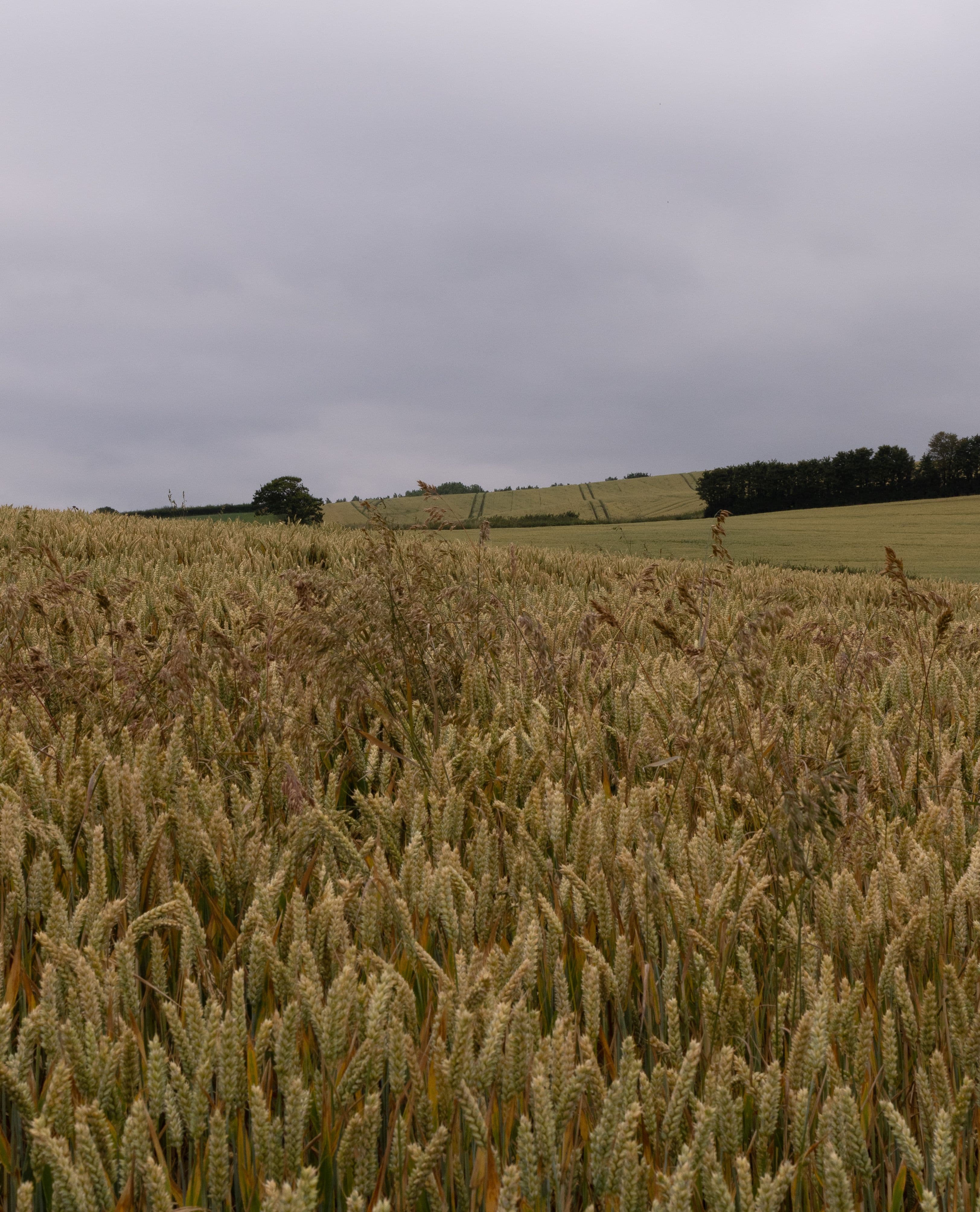 Crops - Cultivation & crop science