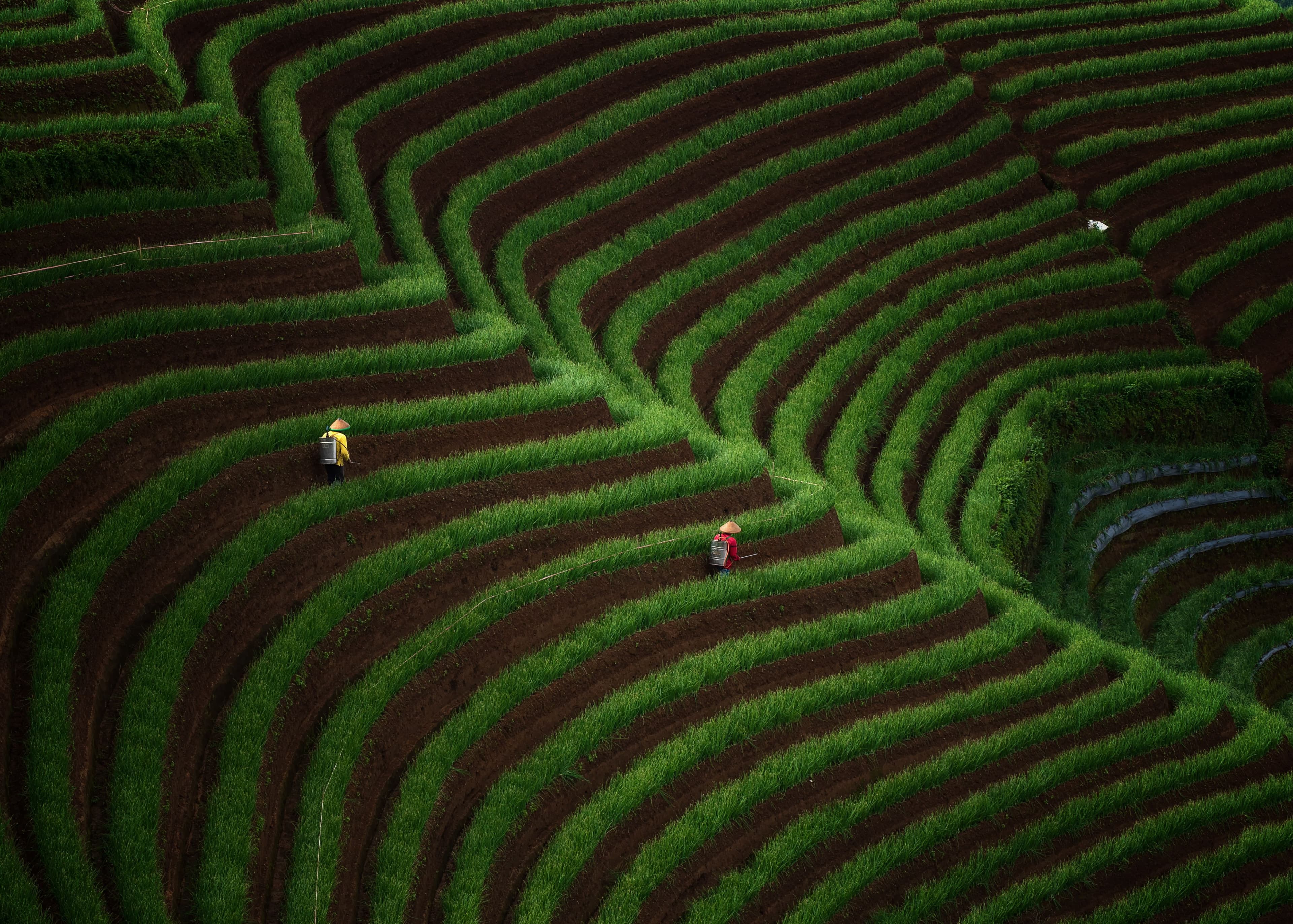 Terraced agricultural landscape representing the living history of agriculture