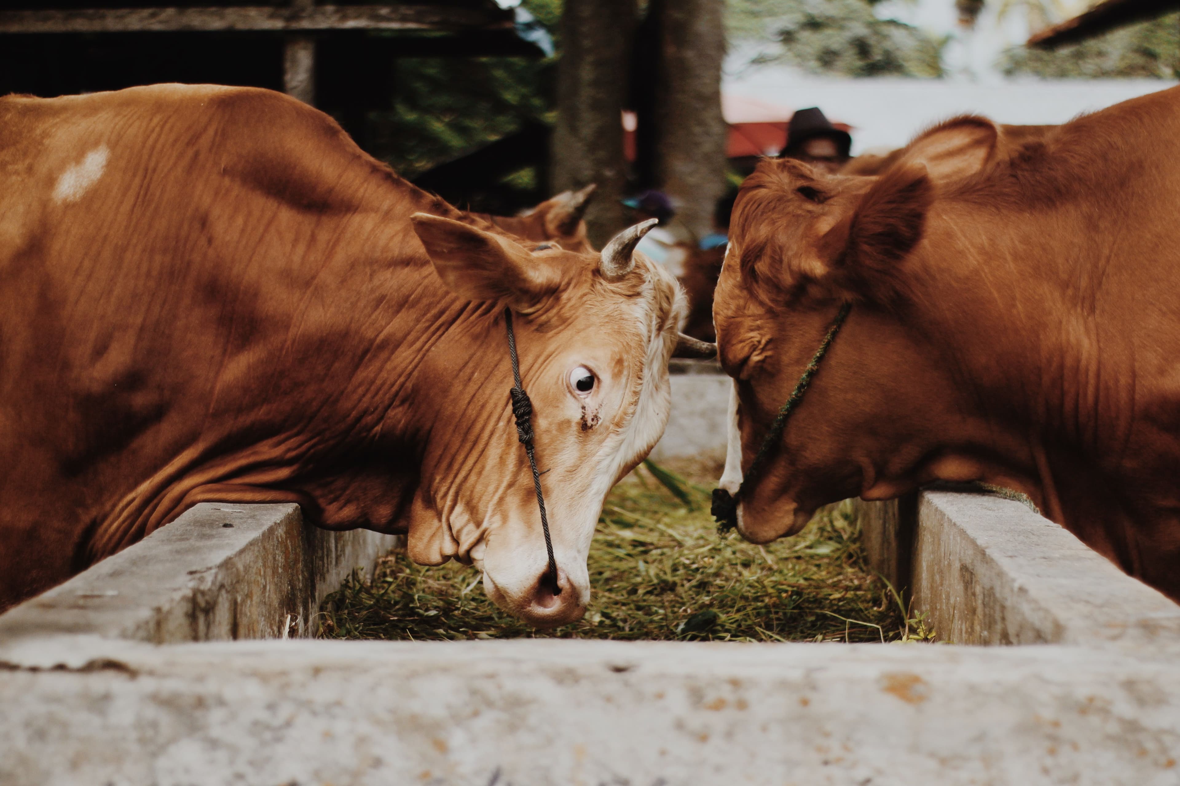 Livestock - Animals & husbandry