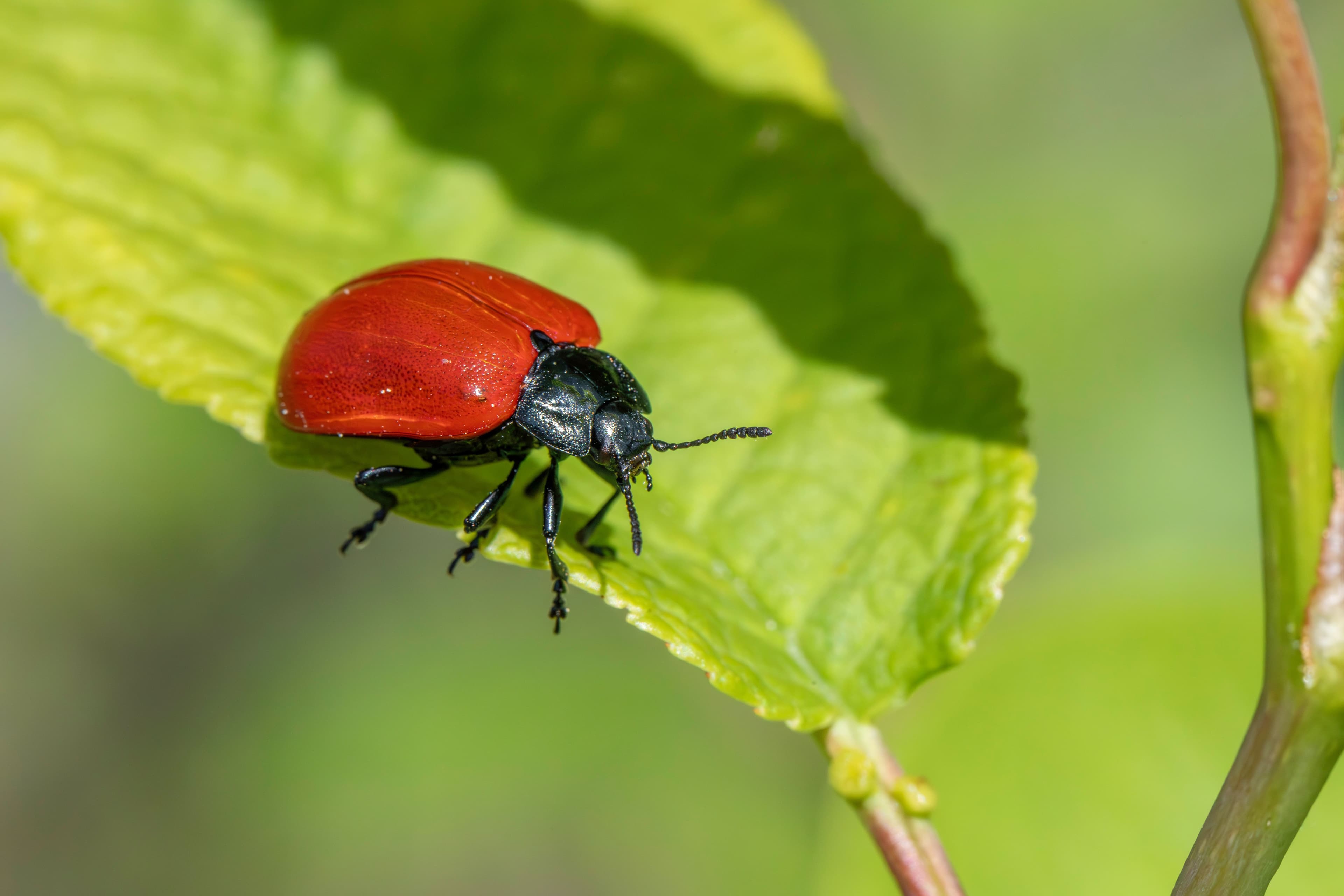 Pest Management - Protection & integrated management