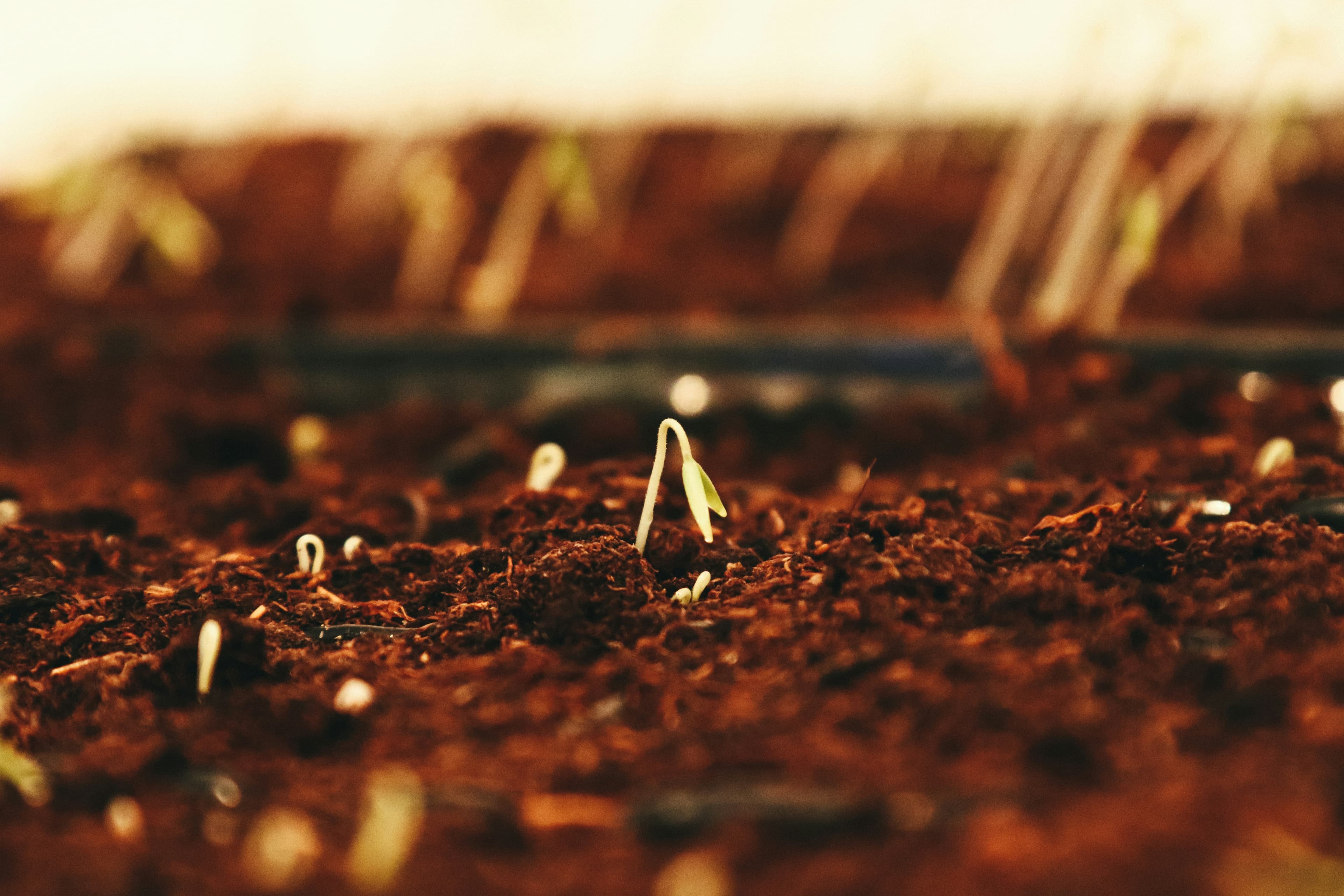 Seed Systems - Germplasm, landraces & seed banks